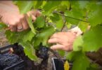 des-vendanges-et-une-cloture-naturiste