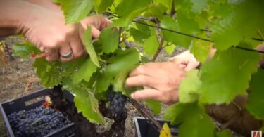 des-vendanges-et-une-cloture-naturiste