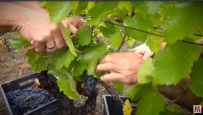 des-vendanges-et-une-cloture-naturiste